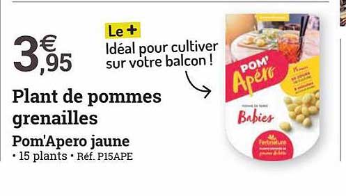 plant de pommes grenailles pom'apero jaune