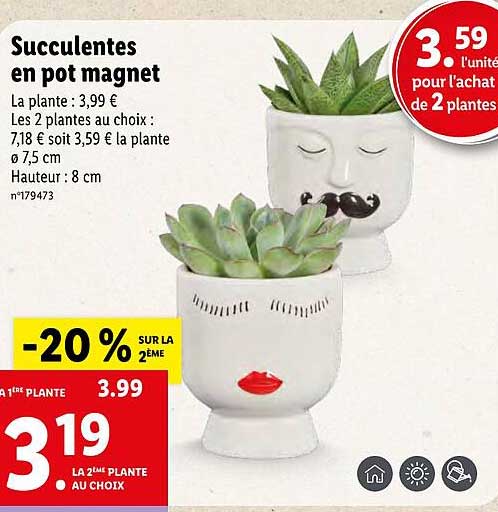 Succulentes En Pot Magnet