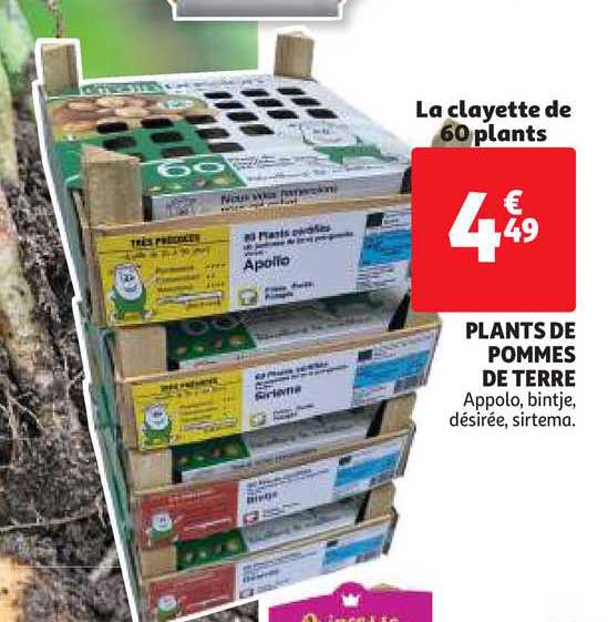 plants de pommes de terre