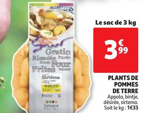 plants de pommes de terre