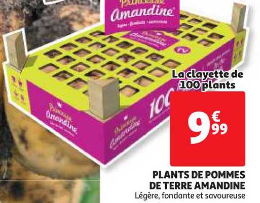 plants de pommes de terre amandine