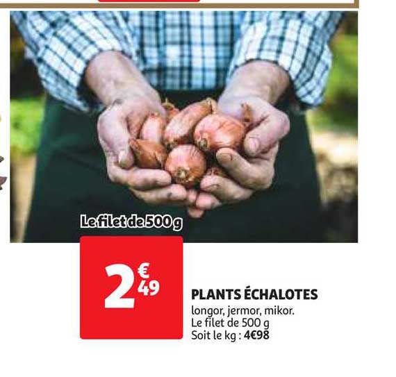 plants échalotes