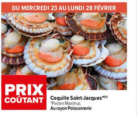 coquille saint-jacques