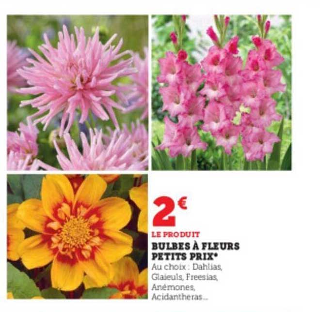 bulbes à fleurs petits prix