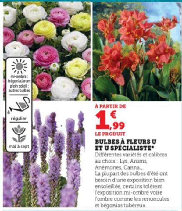 Bulbes à Fleurs U Et U Spécialiste