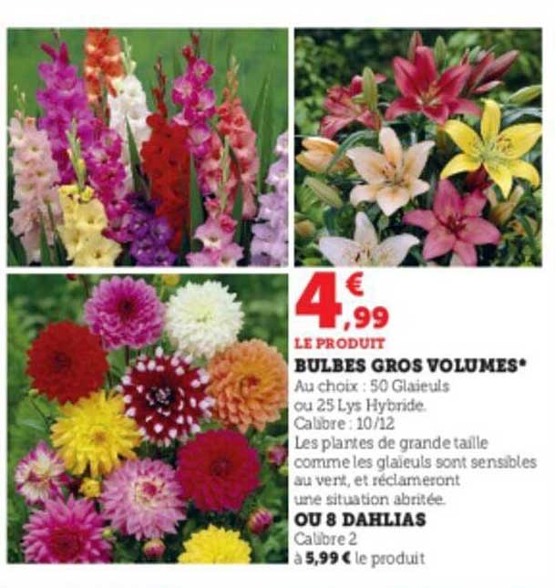 bulbes gros volumes ou 8 dahlias