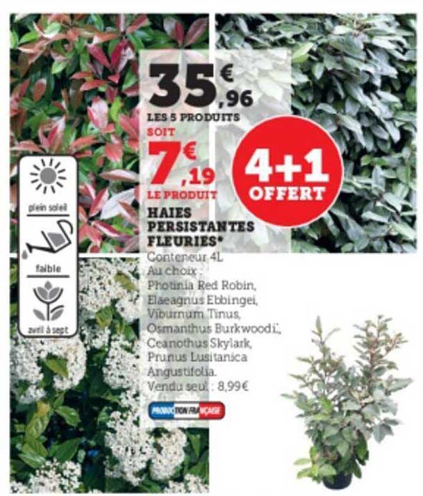 haies persistantes fleuries