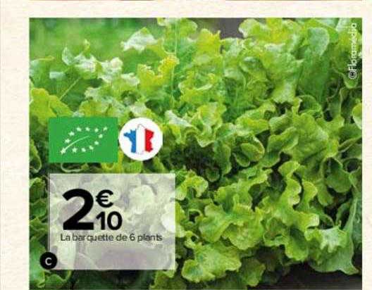 la barquette de 6 plants