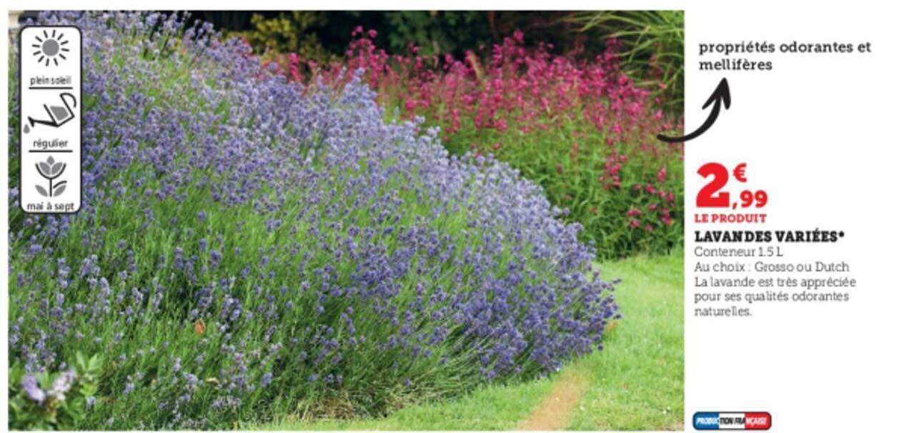 lavandes variées