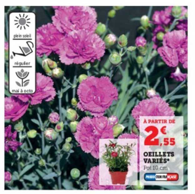 œillets variés