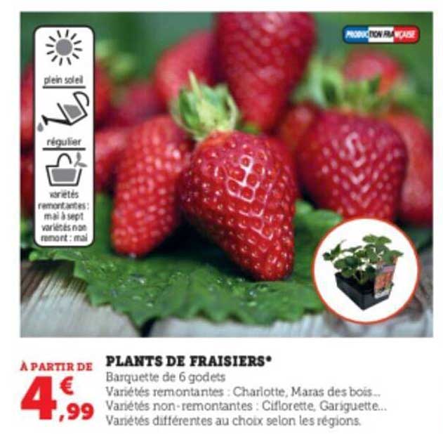 Plants De Fraisiers