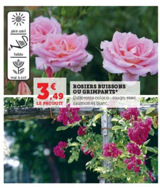 rosiers buissons ou grimpants