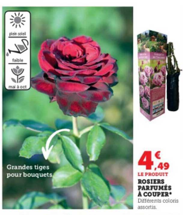 rosiers parfumées a couper