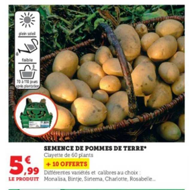 semence de pommes de terre