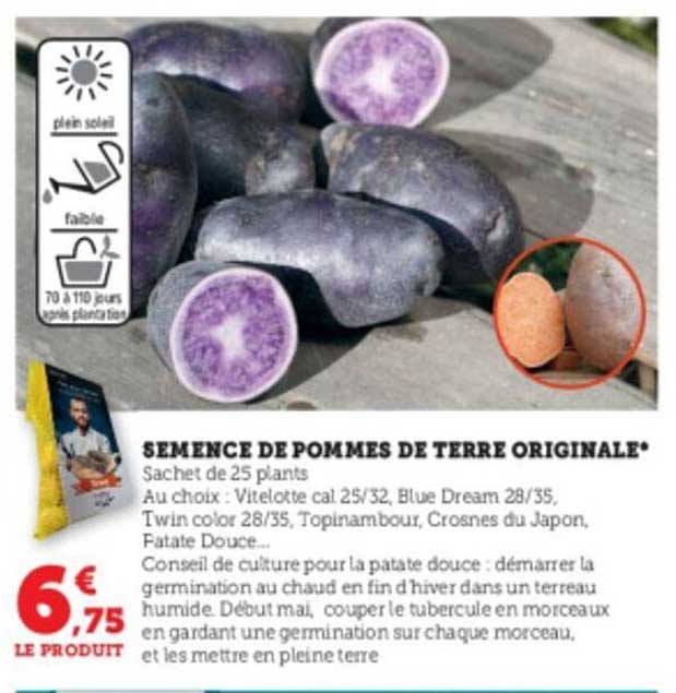 semence de pommes de terre originale
