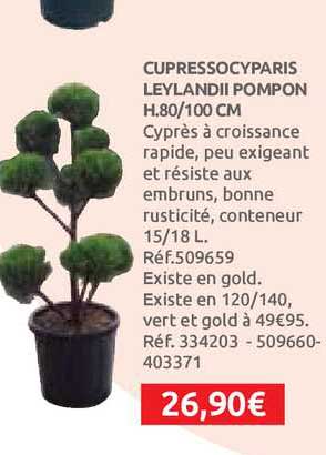 cupressocyparis leylandii pompon