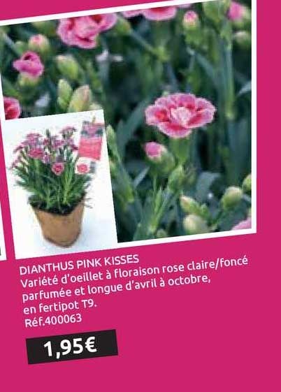 Dianthus Pink Kisses