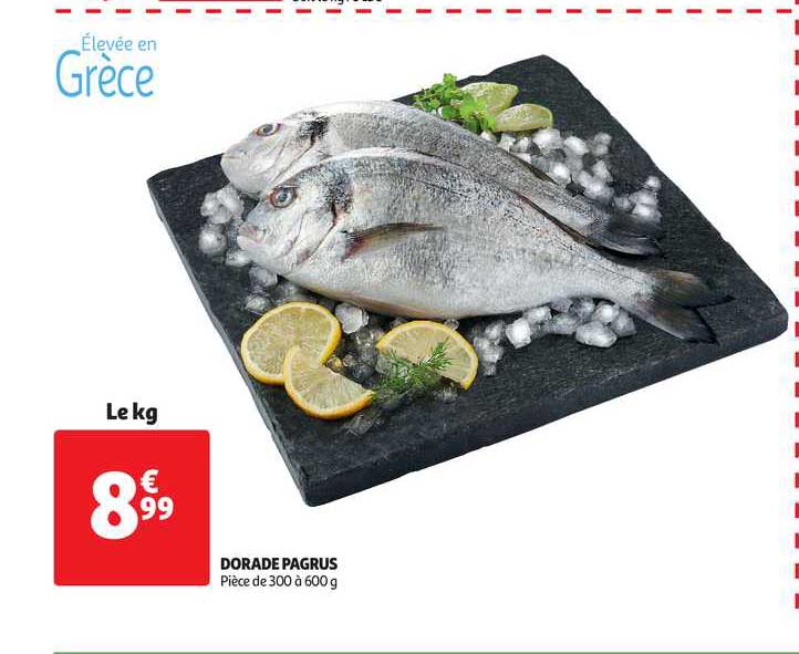 dorade pagrus