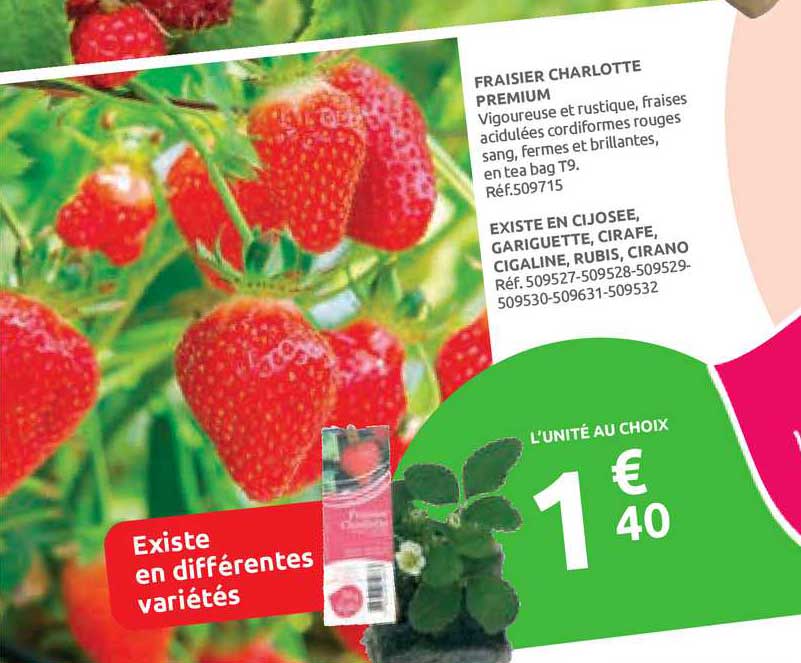 Fraisier Charlotte Premium