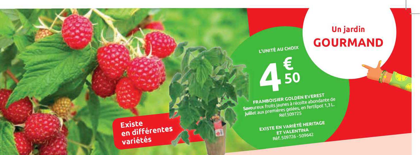 framboisier golden everest