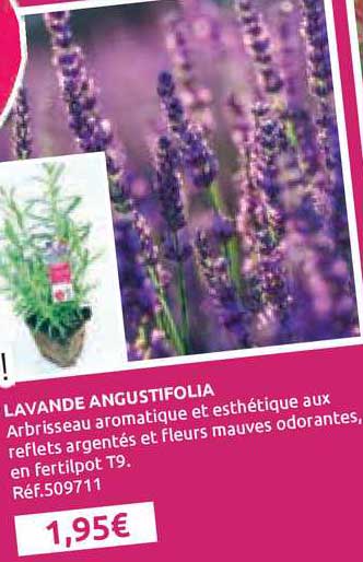 lavande angustifolia