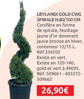 leylandi gold cwg spirale h.80-100 cm