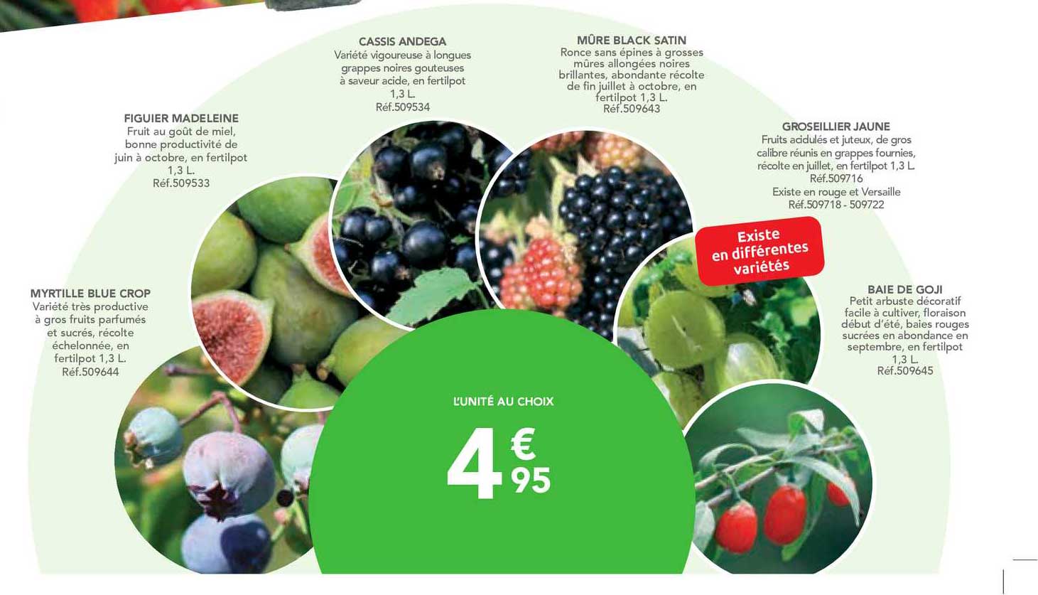 myrtille blue crop, figuier madeleine, cassis andega, mûre black satin, grisseillier jaune, baie de goji