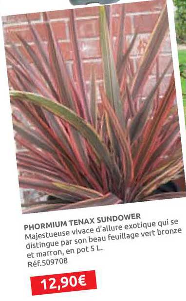 phormium tenax sundower
