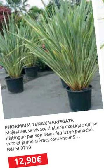 phormium tenax variegata