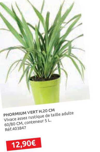 phormium vert h.20 cm