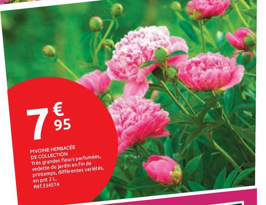 pivoine herbacée de collection