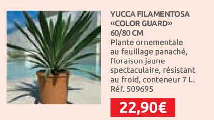 yucca filamentosa "color guard"