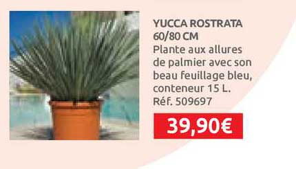 yucca rostrata 60-80 cm