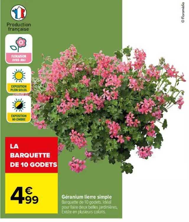 géranium lierre simple