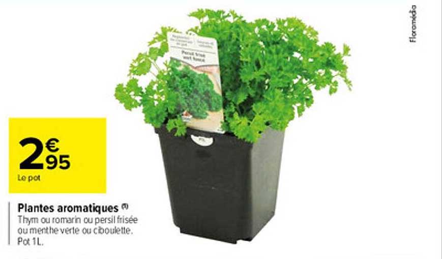 Plantes Aromatiques