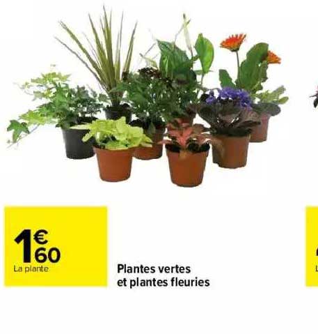 plantes vertes et plantes fleuries