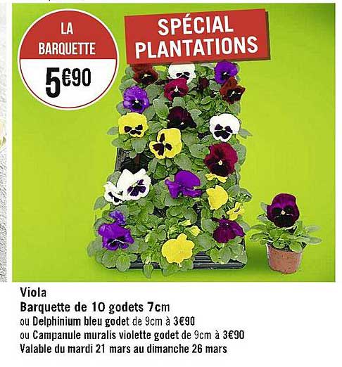 Viola Barquette De 10 Godets 7 Cm