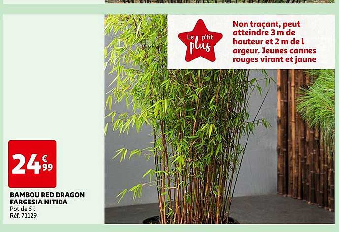 Bambou Red Dragon Fargesia Nitida