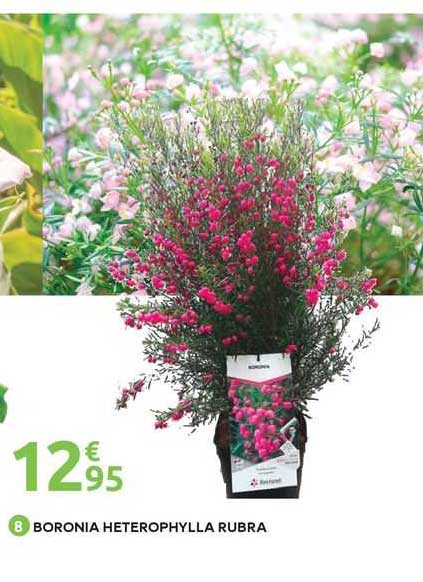 boronia heterophylla rubra