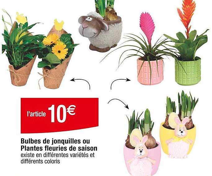 bulbes de jonquilles ou  plantes fleuries de saison