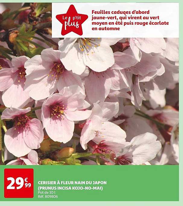 cerisier à fleur nain du japon (prunus incisa kojo-no-mai)