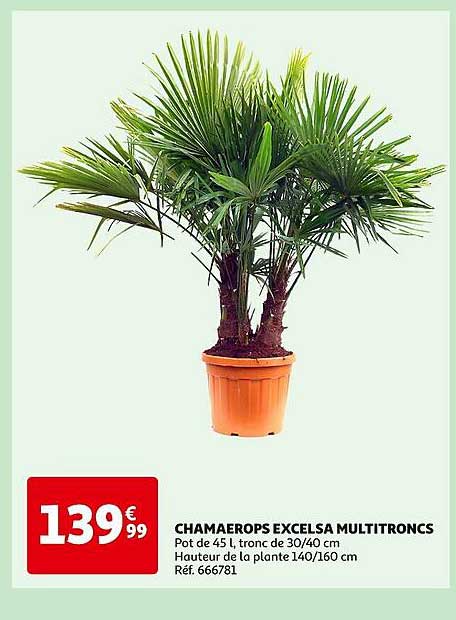 chamaerops excelsa multitroncs