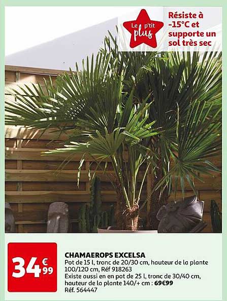 chamaerops excelsa