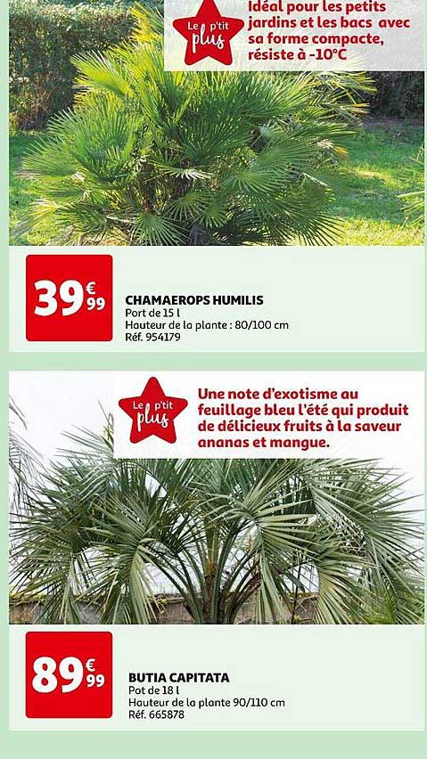 chamaerops humilis, butia capitata