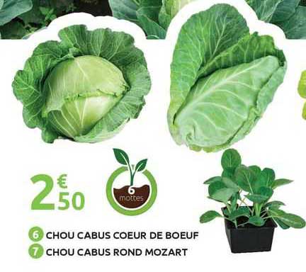 chou cabus coeur de boeuf chou cabus rond mozart