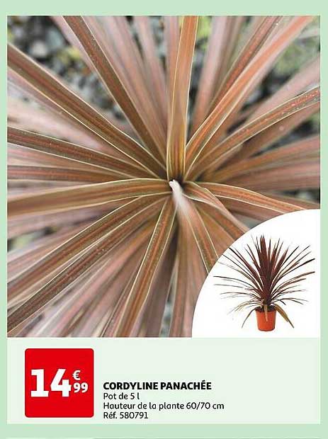 cordyline panachée