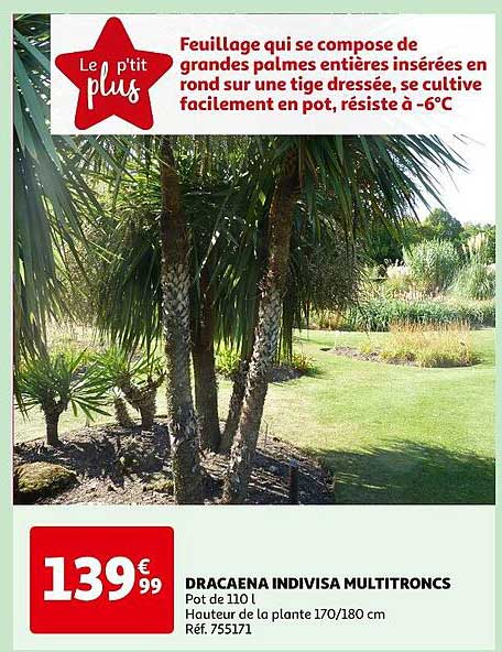dracaena indivisa multitroncs