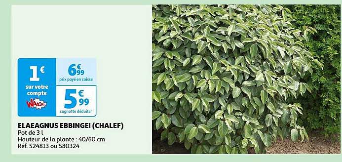 Elaeagnus Ebbingei (chalef)
