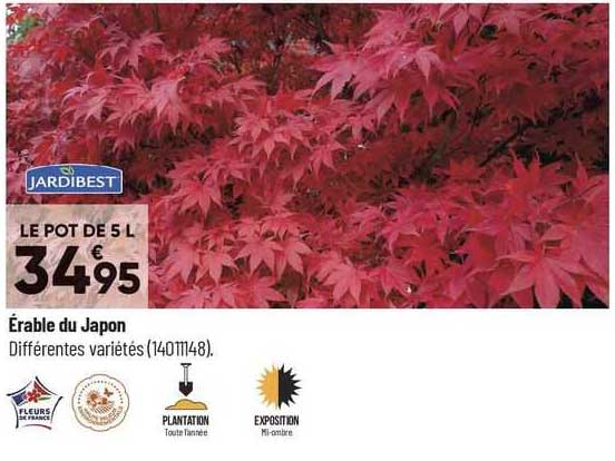 érable du japon jardibest