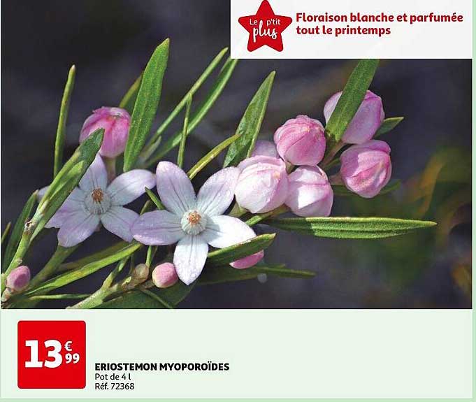 Eriostemon Myoporoïdes